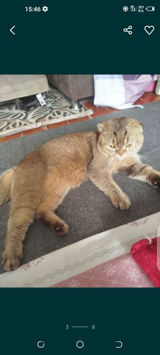 Скотииш фолд на связку