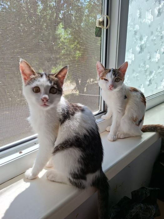 Котята девочки 4 месяца