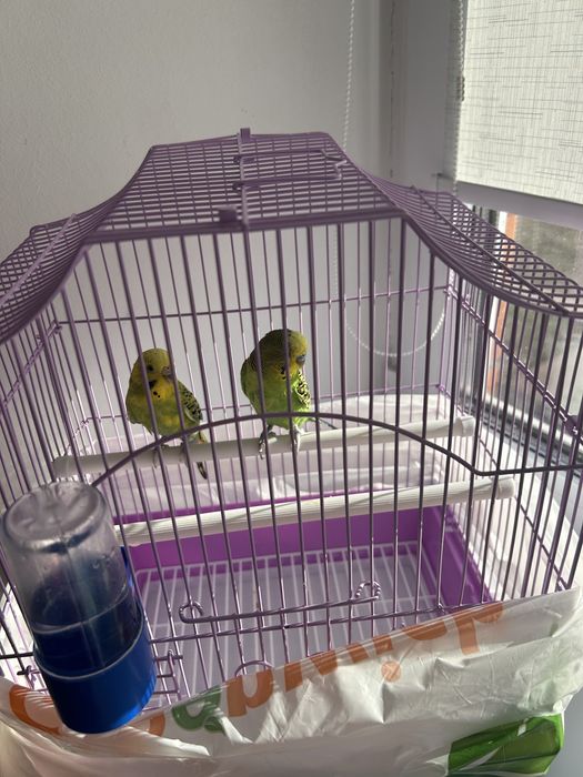 Продам 2х попугаев