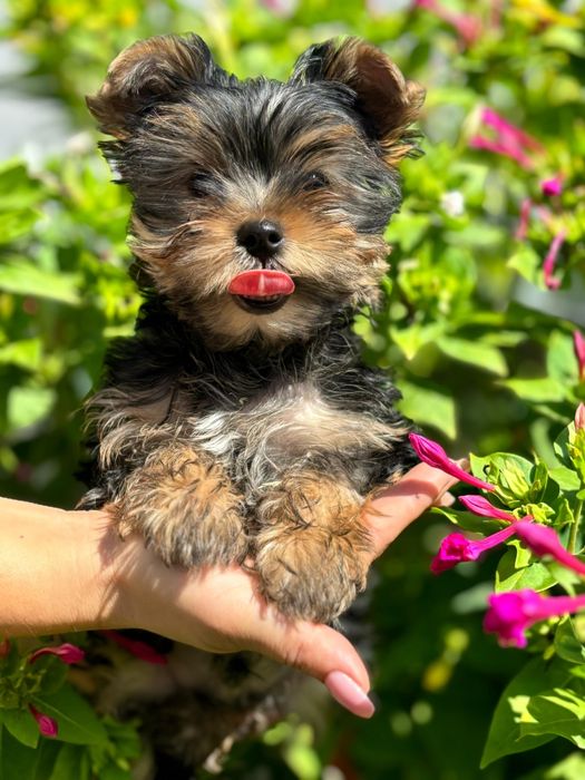 Йоркширский терьер