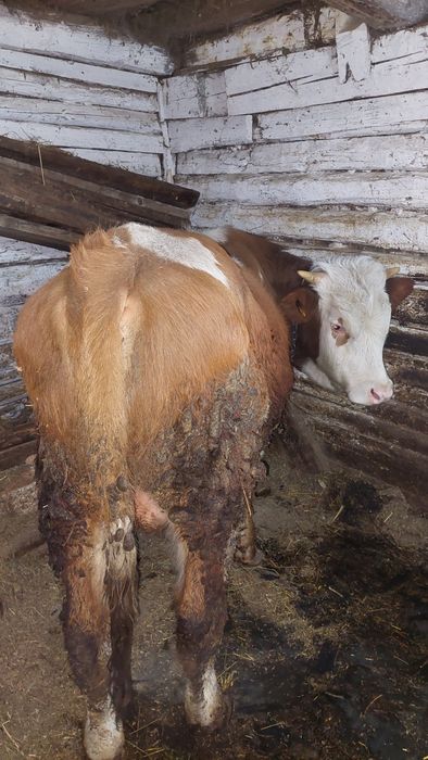 Vițel Bălțata Românească