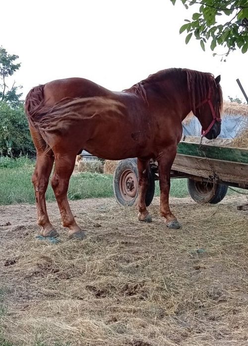 Armăsar de Vânzare