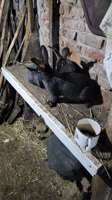 Продам кроликов...