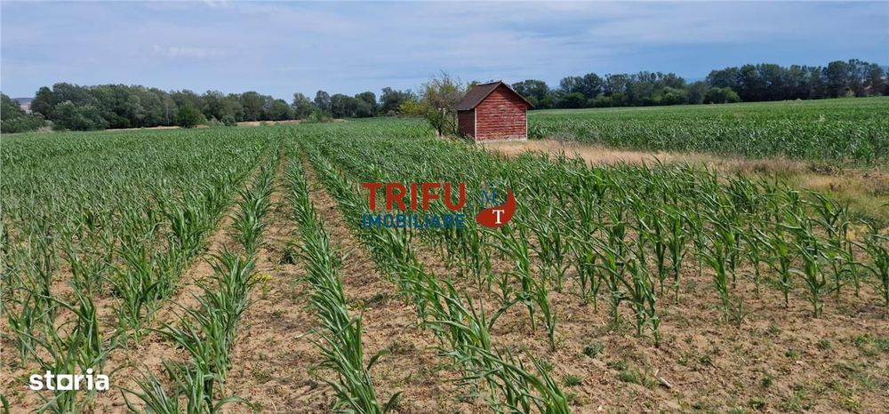 Teren intravilan de vanzare in Vint