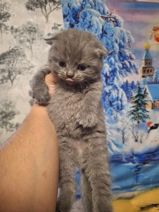 Скоттиш фолд британцы