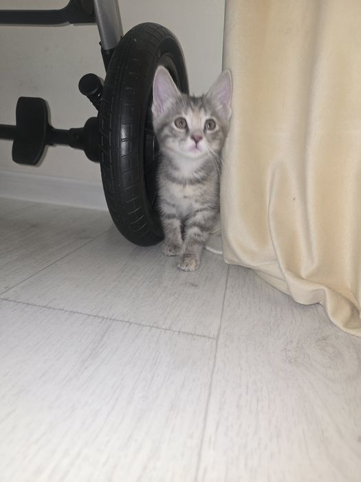 Отдам котят в добрые руки
