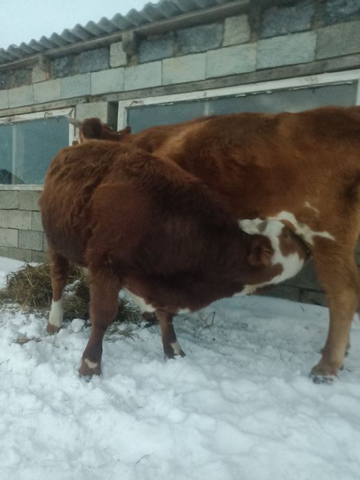 Тайынша сатылады