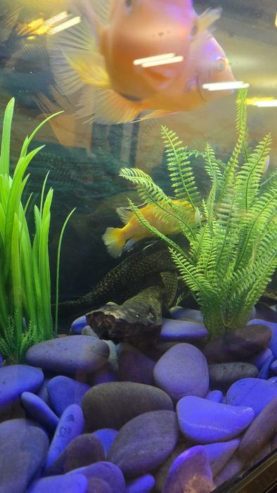 Аквариум на тумбе, с рыбками,200л