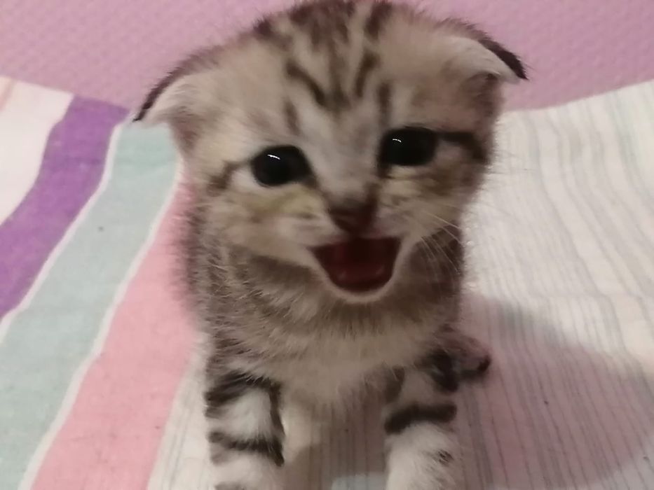 Шотландские котята