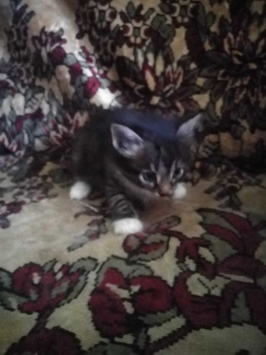 Отдам котят в добрые руки