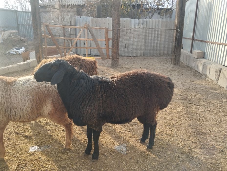 Кошкар сатылады кой