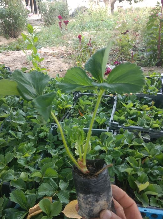 Qlupnay kochat kareyskiy