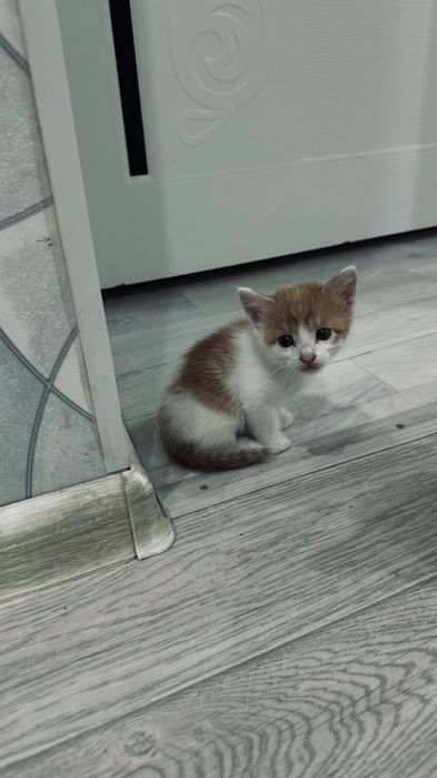 Отдам котят в добрые руки.