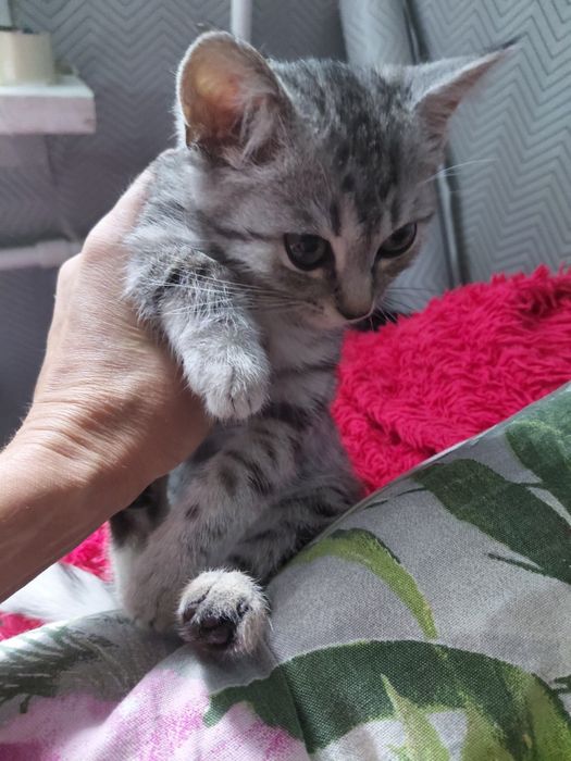 Котик жиает в Уральске  красиаый