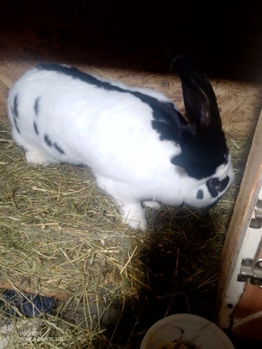 Vând fluture german