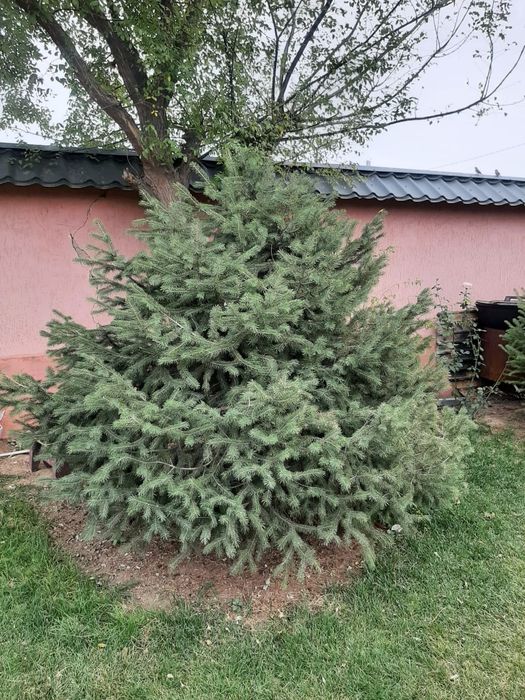 3 пышные ёлки продаются!