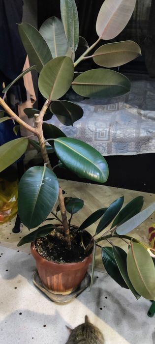Продам фикус дерево