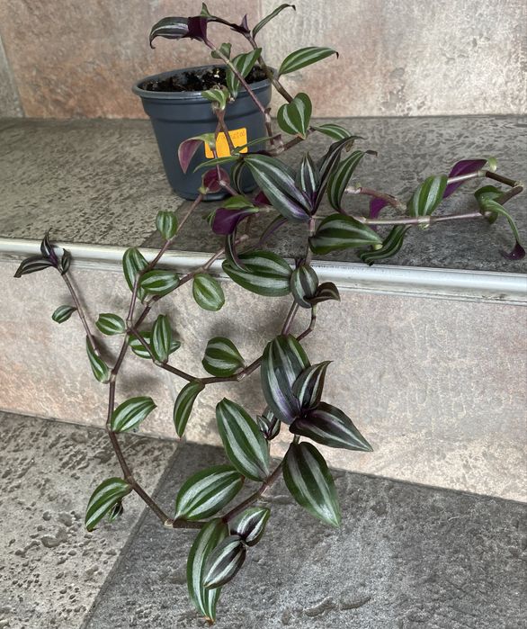 Цветя за продажба