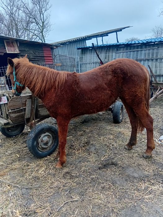 Iapă de vanzare are 1 an jumate