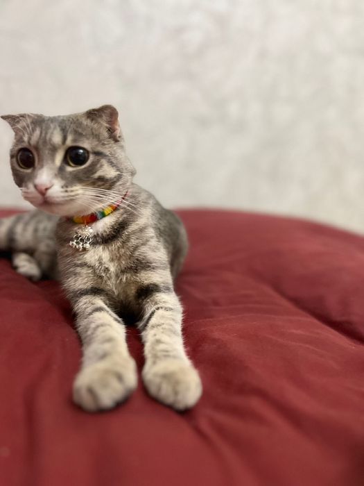 Кошка шотландский веселуха
