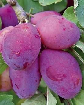 Саженцы плодовых с питомника