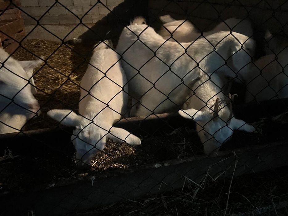 Пародный ешкілер сатылады, лақтарымен бірге