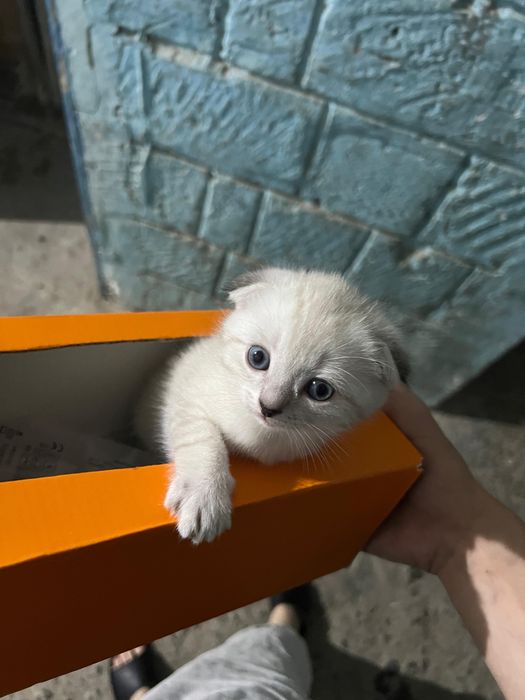 Шотландский вислоухий Кот