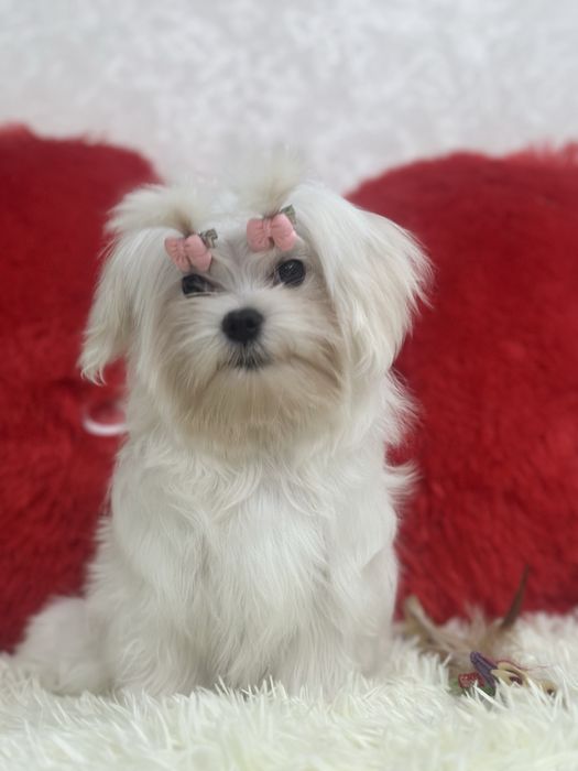 Красивая девочка мальтезе