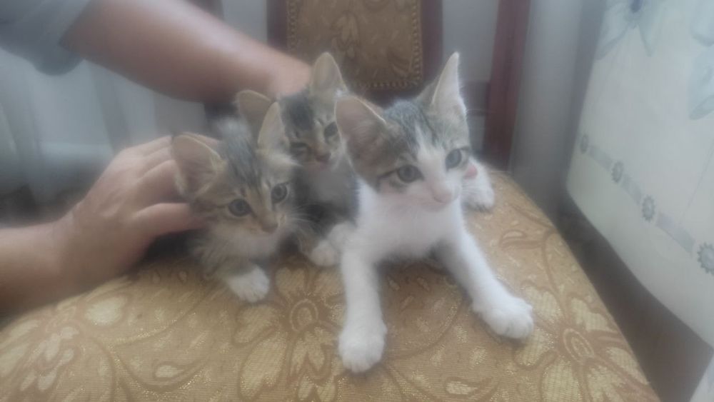 Отдам за даром котят