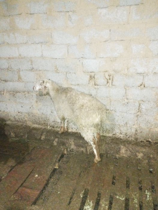 Ассалаумағалейкум токты сатылады курбандык шалганга