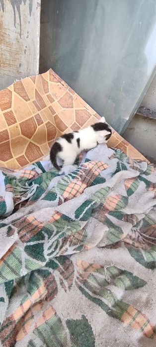 Отдам котят красивых