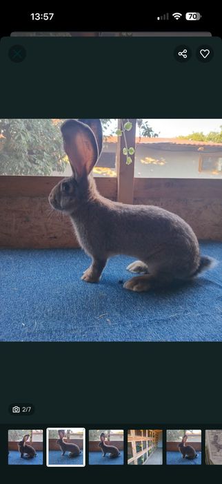 Uriasi german de vanzare masculi ,femele tineret si adulti. 0757624049.