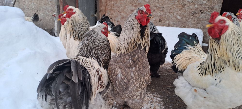 Vând găini brahma dar fac si schimb