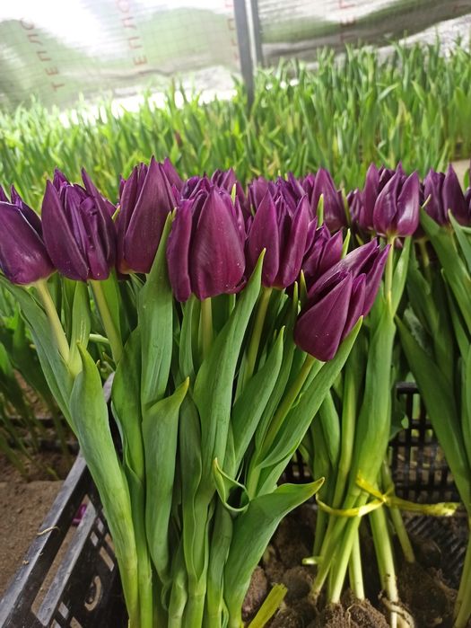 Тюльпаны оптом и в розницу