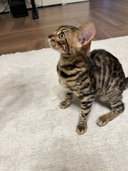 Котенок бенгал 4 месяца, девочка