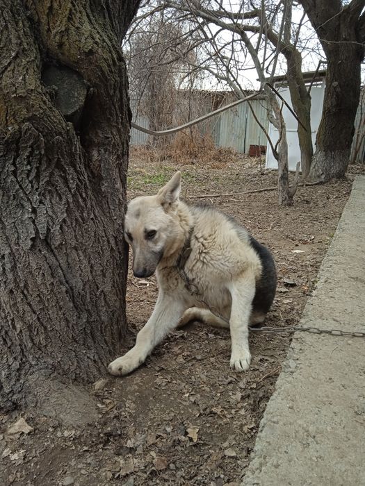 Восточноевропейская овчарка