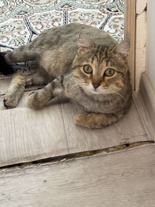 Кошка  мальчик 3 года
