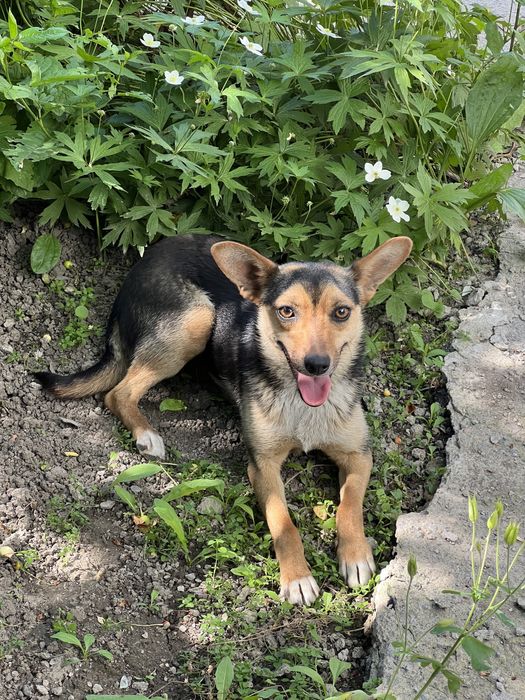 Ищет дом чудесная Собачка