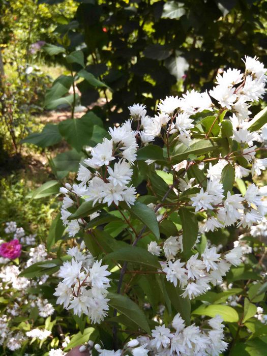 Кустарники цветущие и плодовые