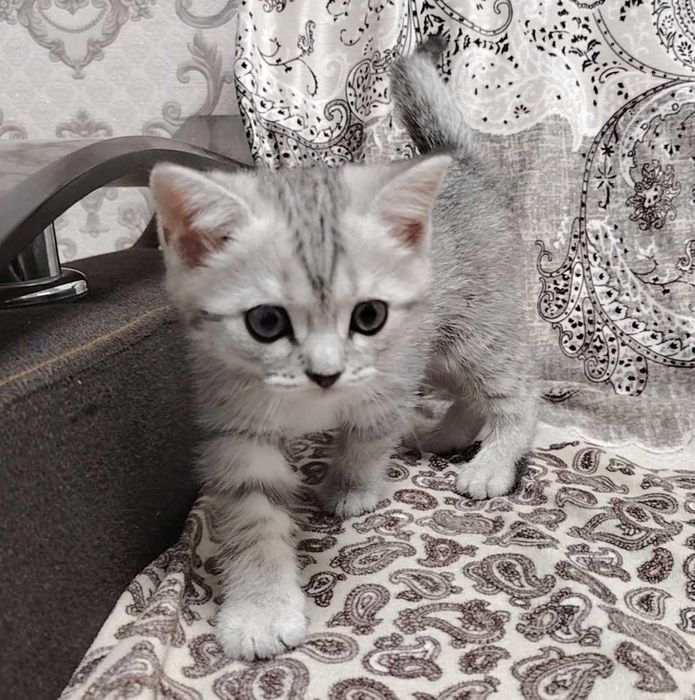 Шотландка мушук болалари 2 ойлик