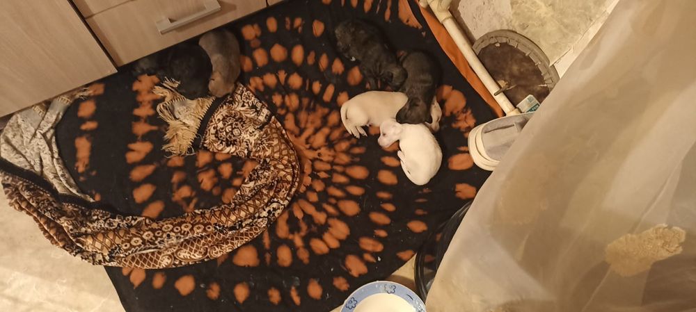 Отдам щенков в добрые руки