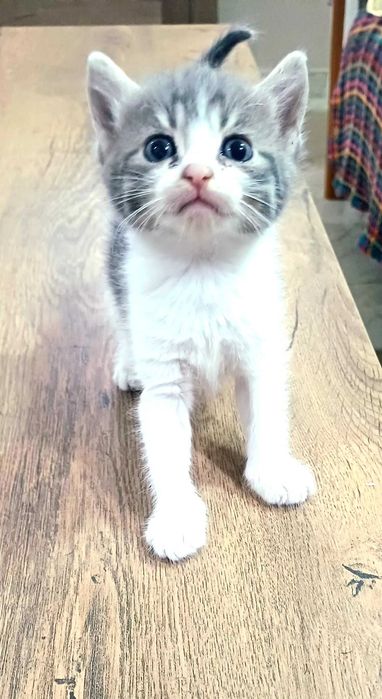 Подарявам красиви котенца