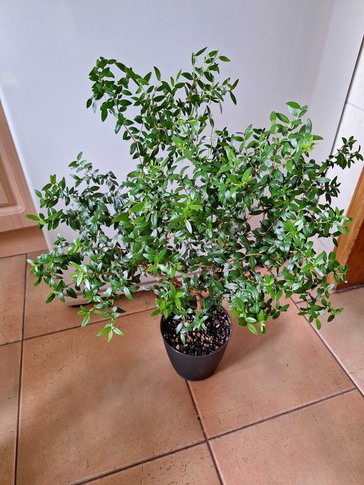 Изысканное деревце, идеально сформированного Мирта Среднелистного !