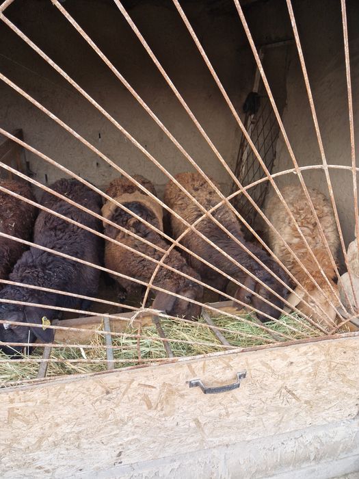 Продаётся бараны