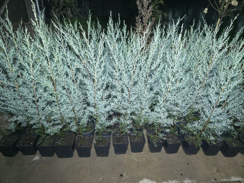 Ёл. Йел Полша Привазной. Ийонимус аурера. Кипарис