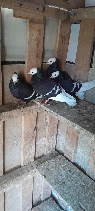 Porumbei de ornament