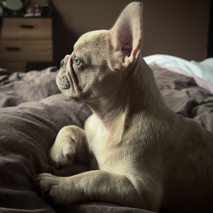 Lilac fawn merle x isabella френски булдог