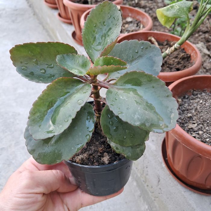 Разное продается Мырзакент