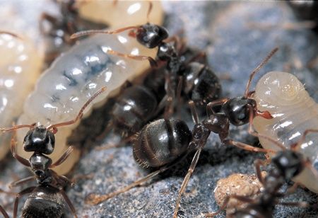 Муравьи Lasius Alienus