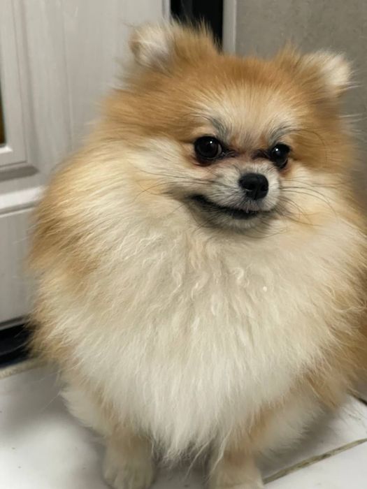 Помиранский шпиц